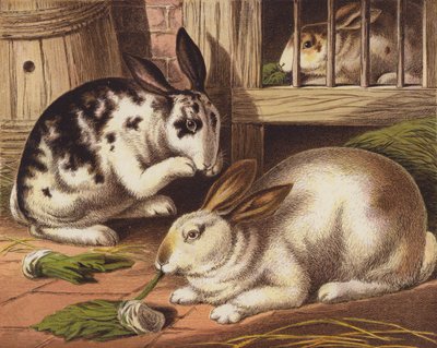 Kaniner af English School